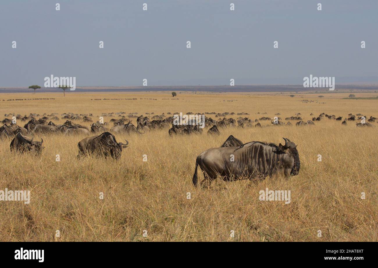 herd of wildebeest graze on grass in the wild savannah of Masai Mara, Kenya, during the annual migration Stock Photo