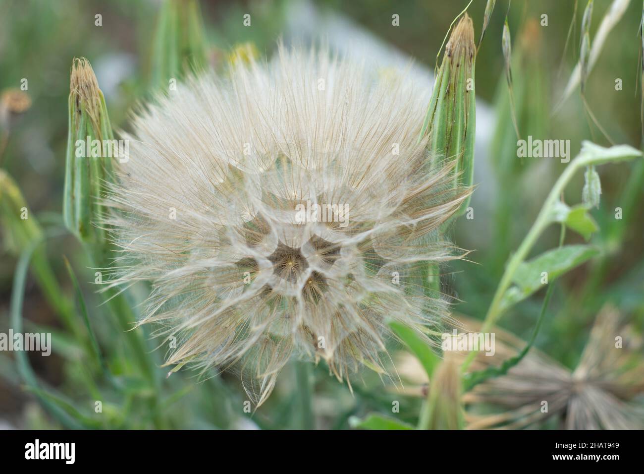 Taraxacum officinale, the dandelion or common dandelion, is a flowering herbaceous perennial plant of the dandelion genus in the family Asteraceae Stock Photo