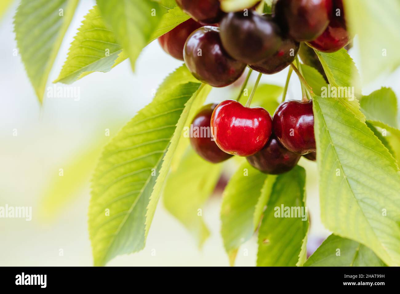 Fresh Cherries on a Tree in Australia Stock Photo Alamy