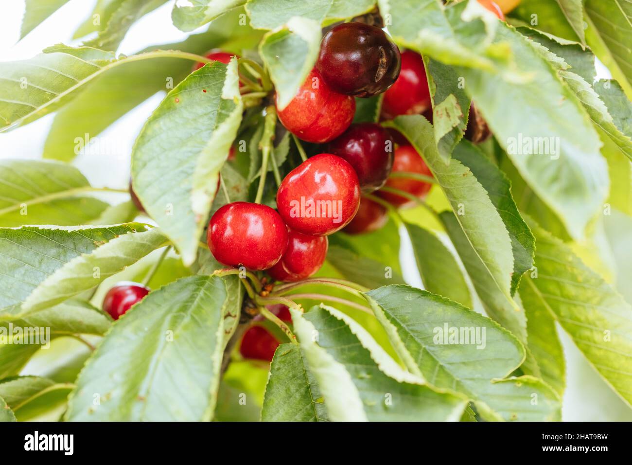 Fresh Cherries on a Tree in Australia Stock Photo Alamy