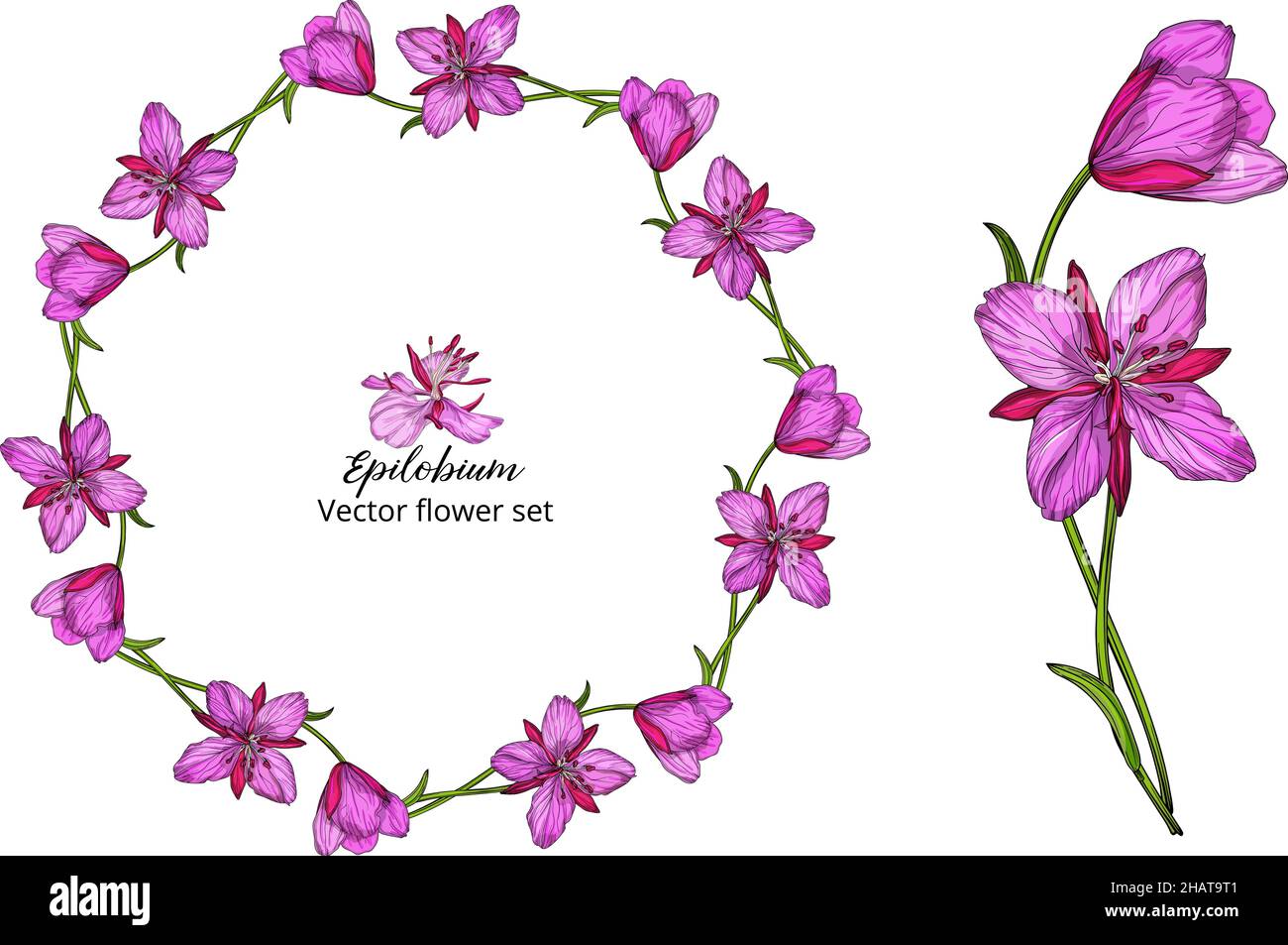 Vector flower set, with pink delicate flowers Stock Vector Image & Art ...
