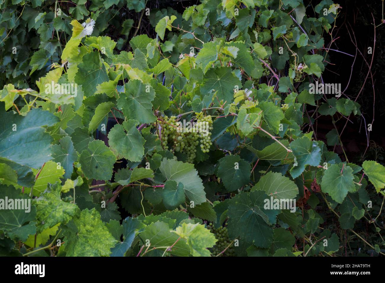 grape vine, with large green leaves and bunches of grapes Stock Photo ...