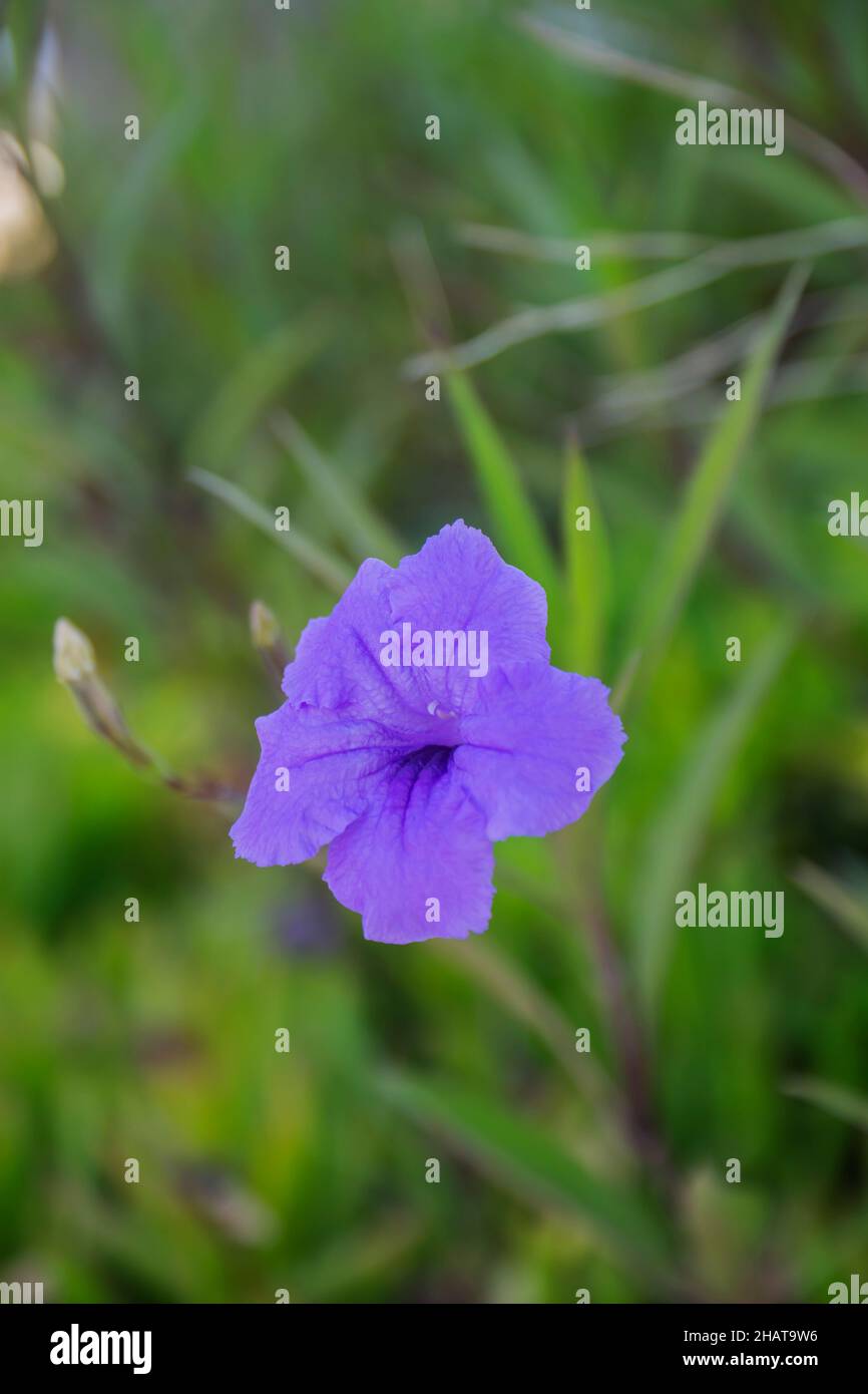 Ruellia simplex, the Mexican petunia, Mexican bluebell or Britton's wild petunia, is a species of flowering plant in the family Acanthaceae. Selective Stock Photo