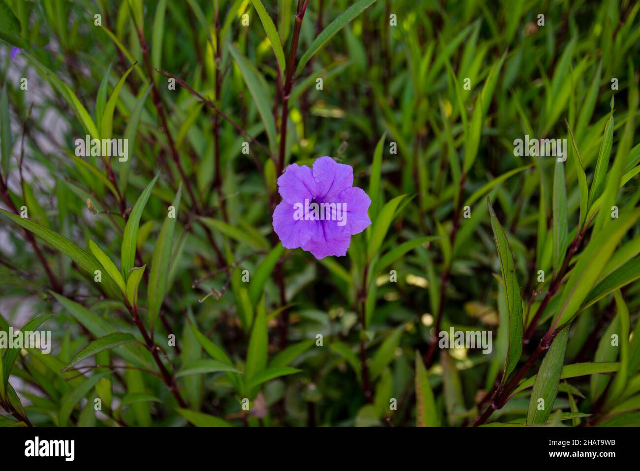 Ruellia simplex, the Mexican petunia, Mexican bluebell or Britton's wild petunia, is a species of flowering plant in the family Acanthaceae. Selective Stock Photo