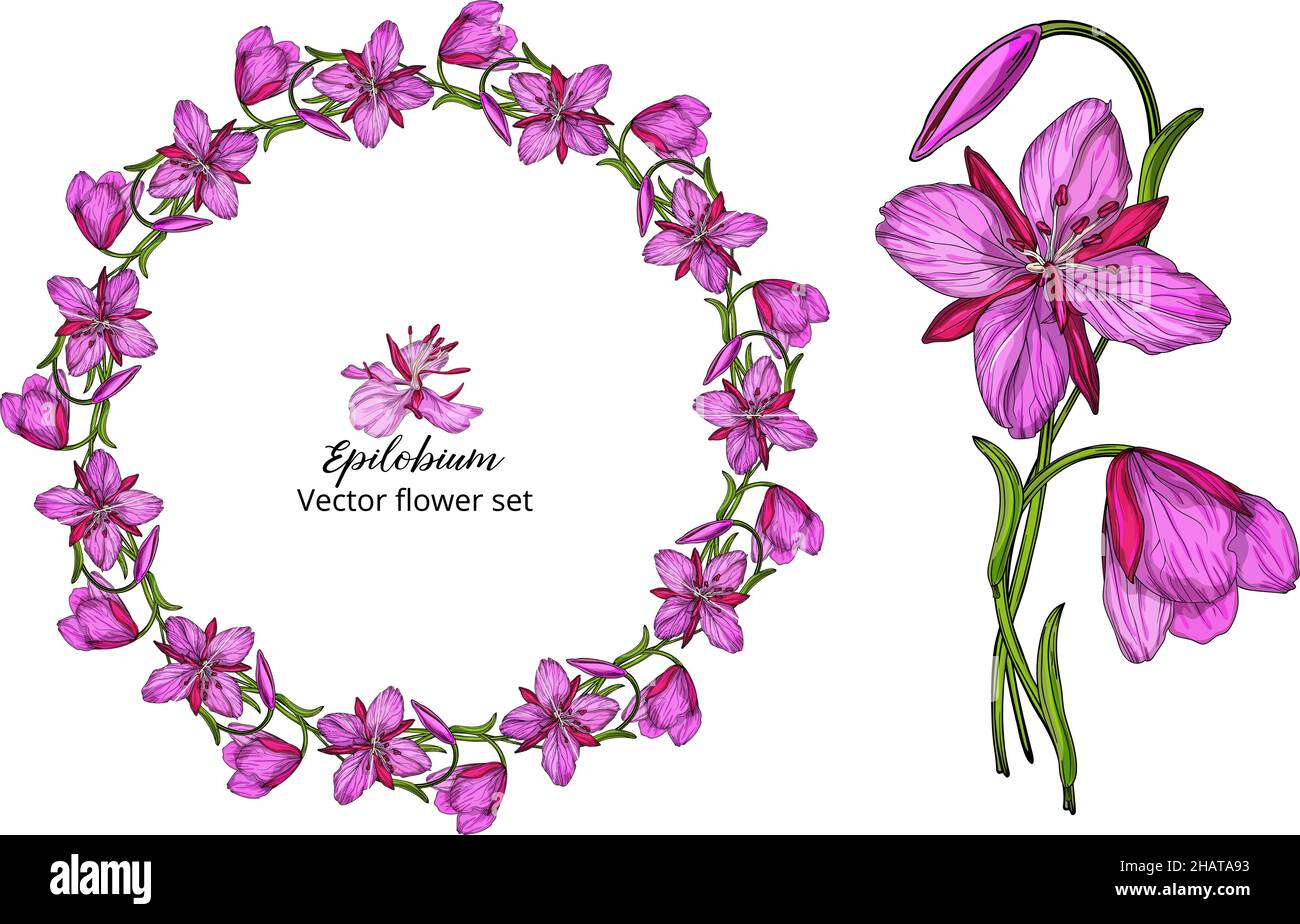 Delicate Vector Image Vector flower set, with pink delicate flowers Stock Vector Image & Art ...