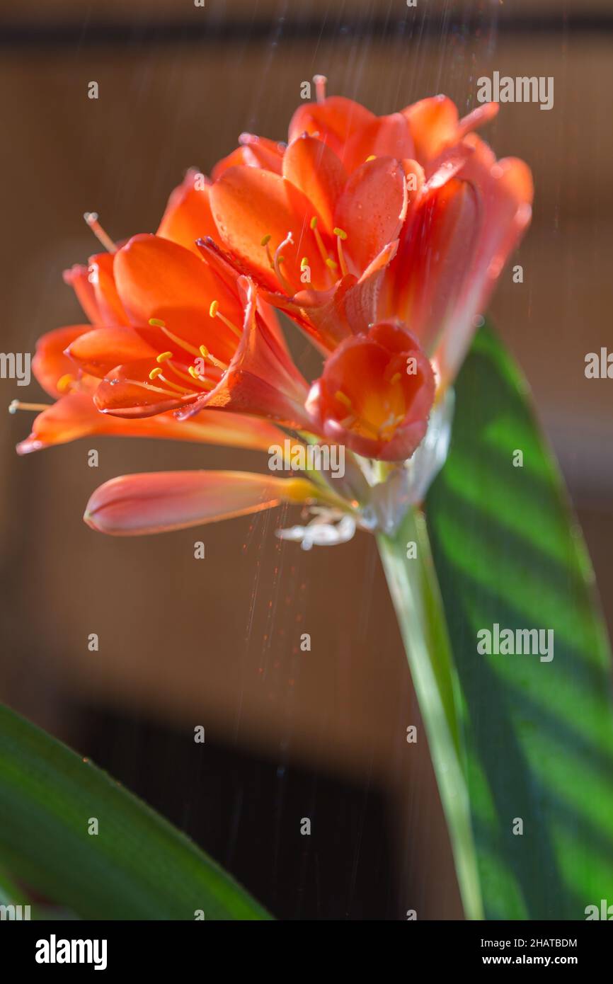 flowers with a shower of water Stock Photo - Alamy