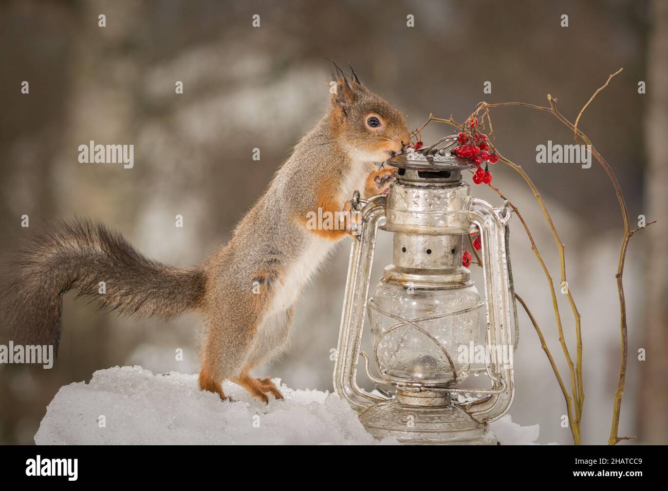Squirrel standing on snow stormlamp with branches with rowan berries hi-res  stock photography and images - Alamy