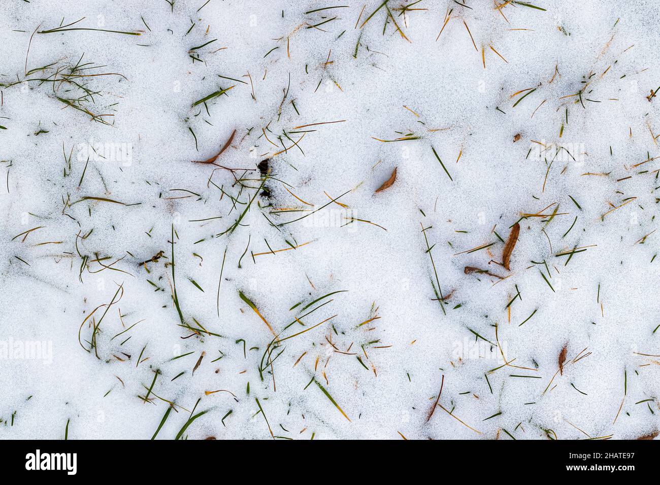 First snow on brown fallen leaves and green grass in the park in late ...