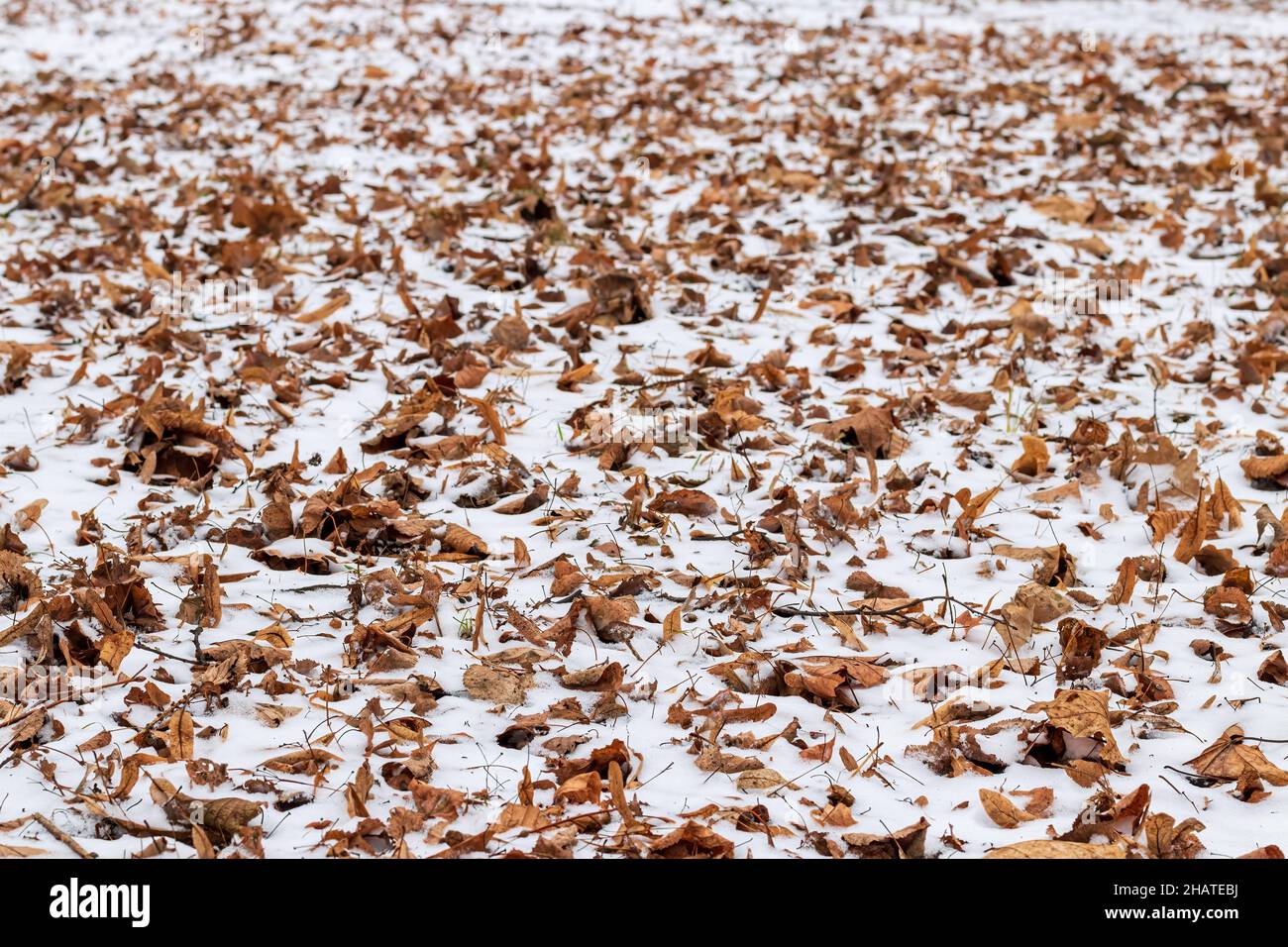 First snow on brown fallen leaves in the park in late autumn or early ...