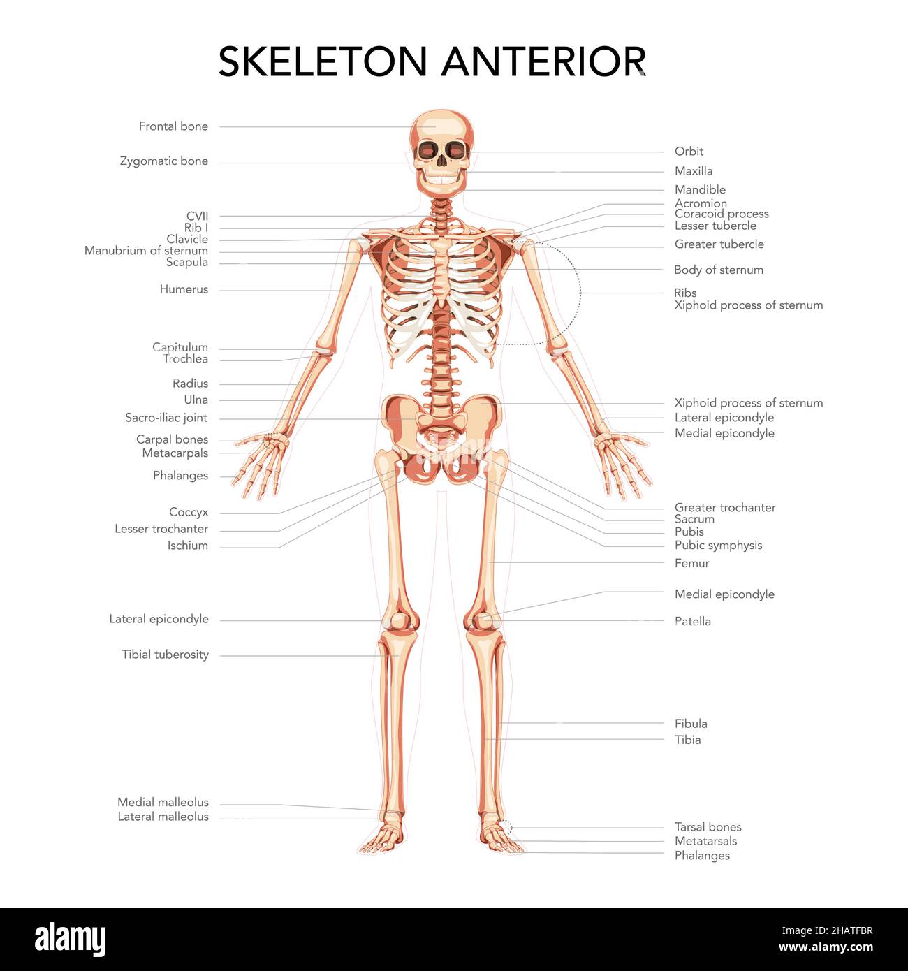 Skeleton Human diagram front anterior view with main parts labeled. Flat natural colour style Vector illustration didactic board of anatomy isolated medical infographic banner, human skull spine ribs Stock Vector