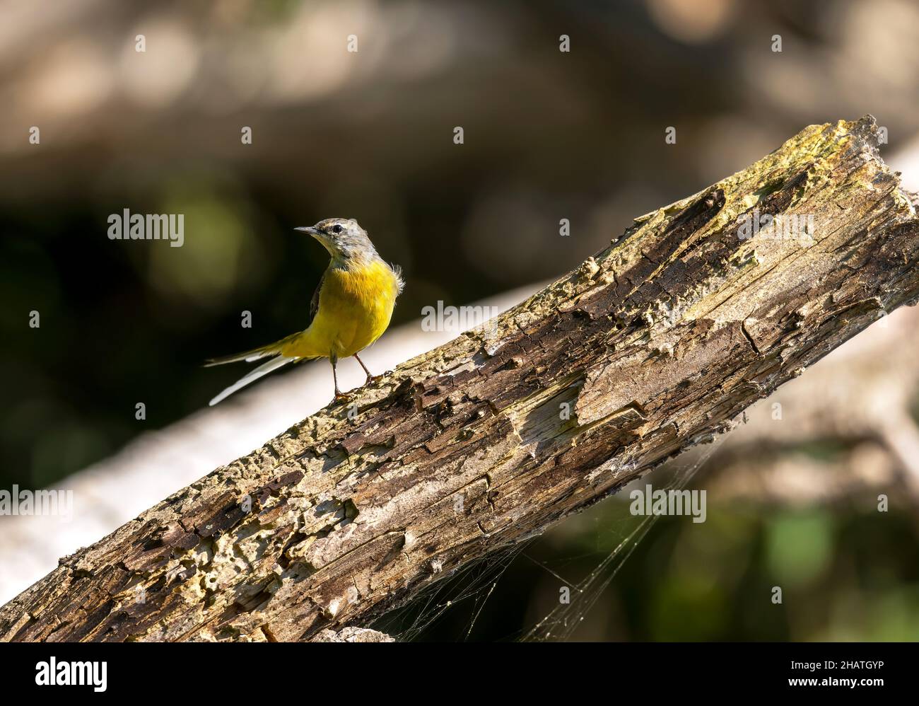 Grey wagtail UK on dead branch Stock Photo
