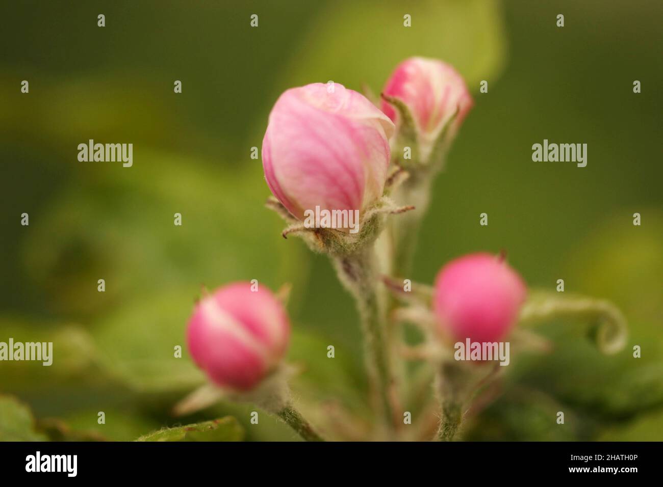 pink bud roses in the rose garden Stock Photo Alamy