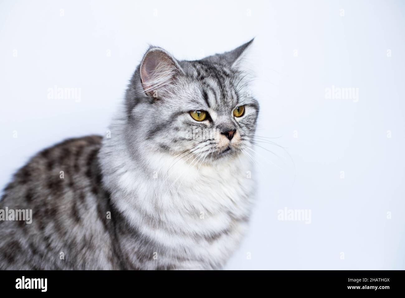 Cute Persian cat sitting black and white portrait Stock Photo - Alamy