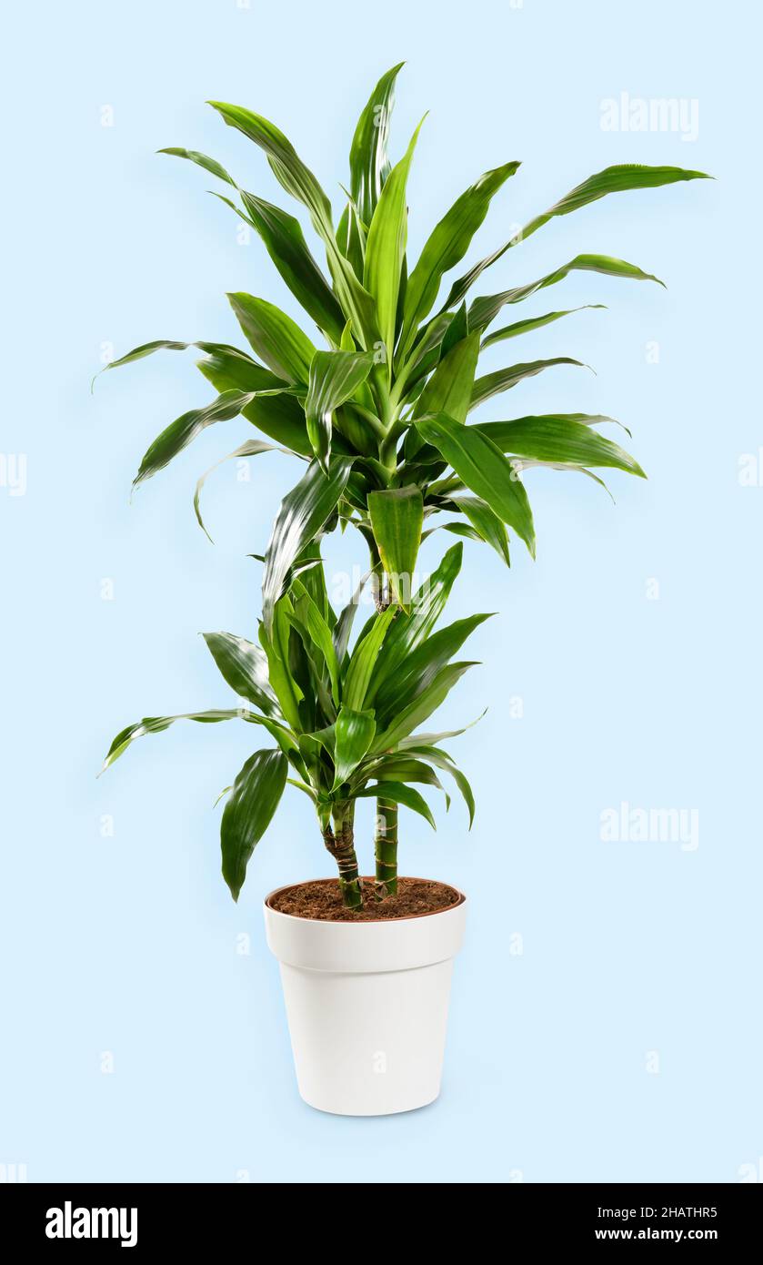 Dracaena janet craig hi-res stock photography and images - Alamy