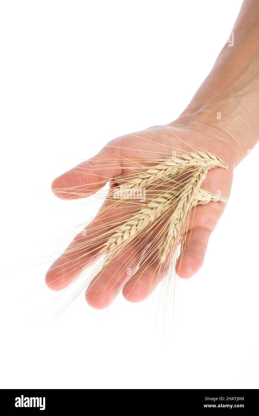 grain, hand, person, holding, dry, rye, ear of corn, ears of corn, straw, eat, food, man, fingers, life, old, fresh, staple food, origin, genuine, iso Stock Photo