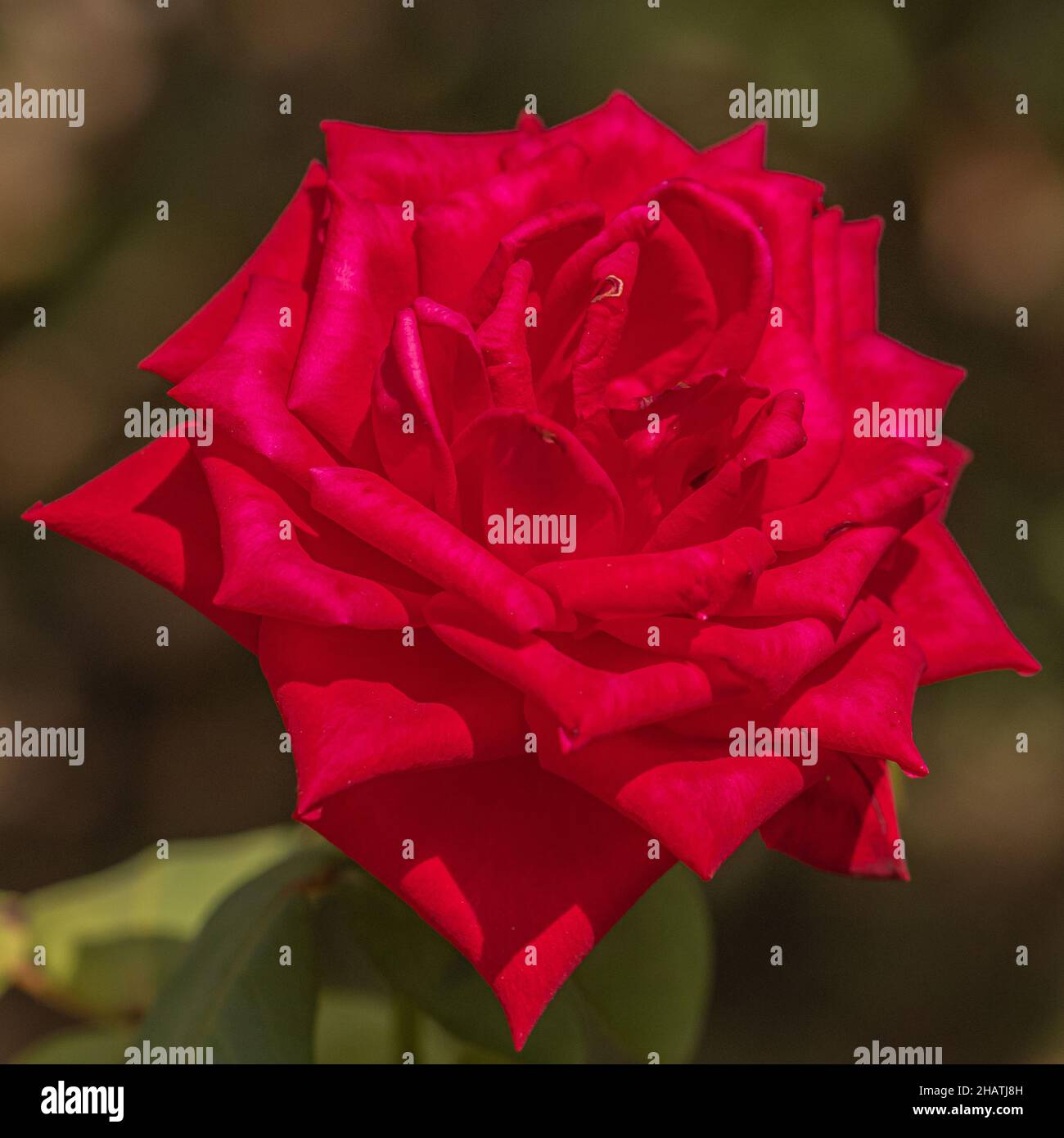 Isolated rose flower hi-res stock photography and images - Alamy