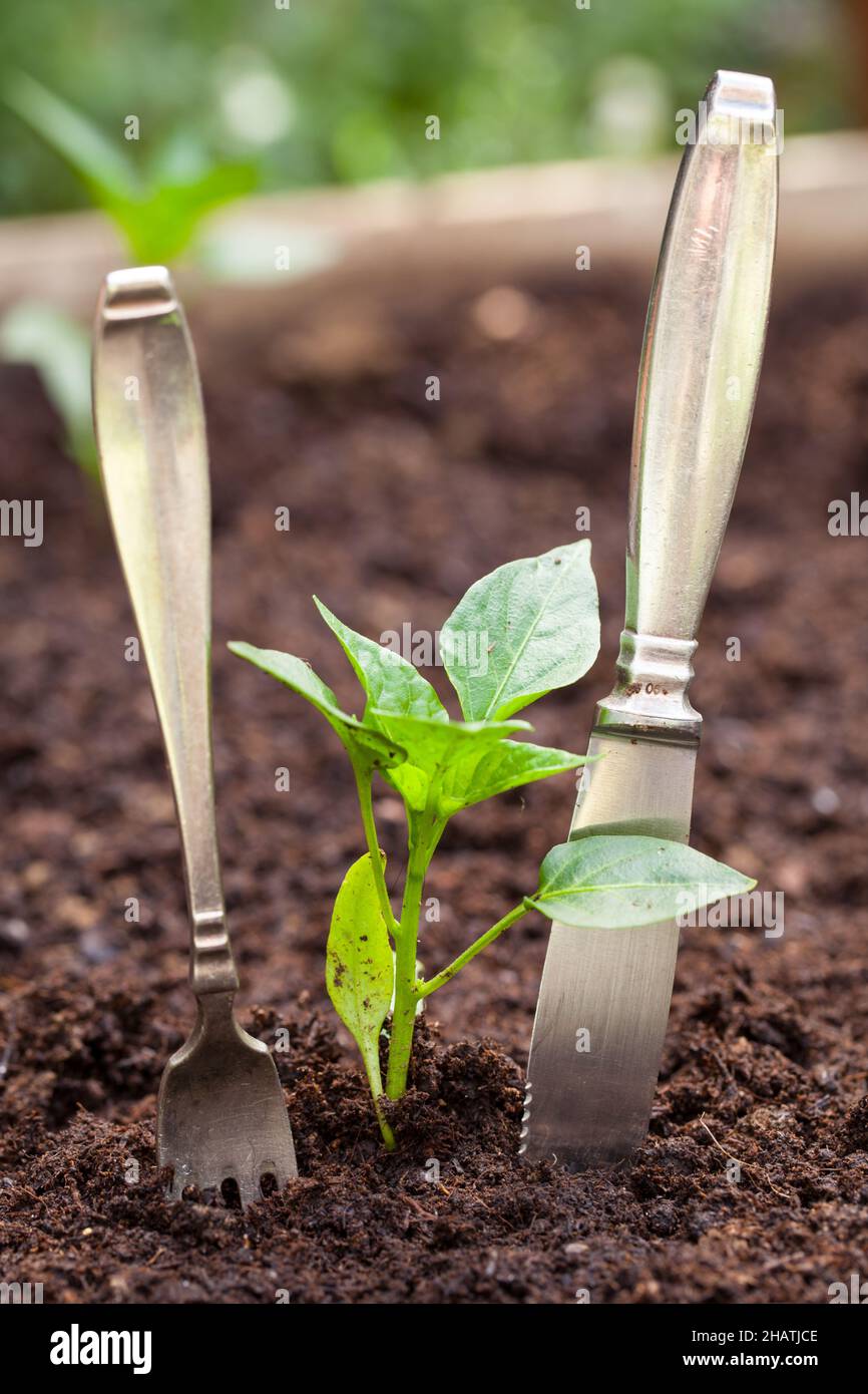 gardening, garden, hand, earth, digging, humus, plant, plants, brown, floor, engine, peppers, small, young, grow, gently, soil, garden work, nature, n Stock Photo