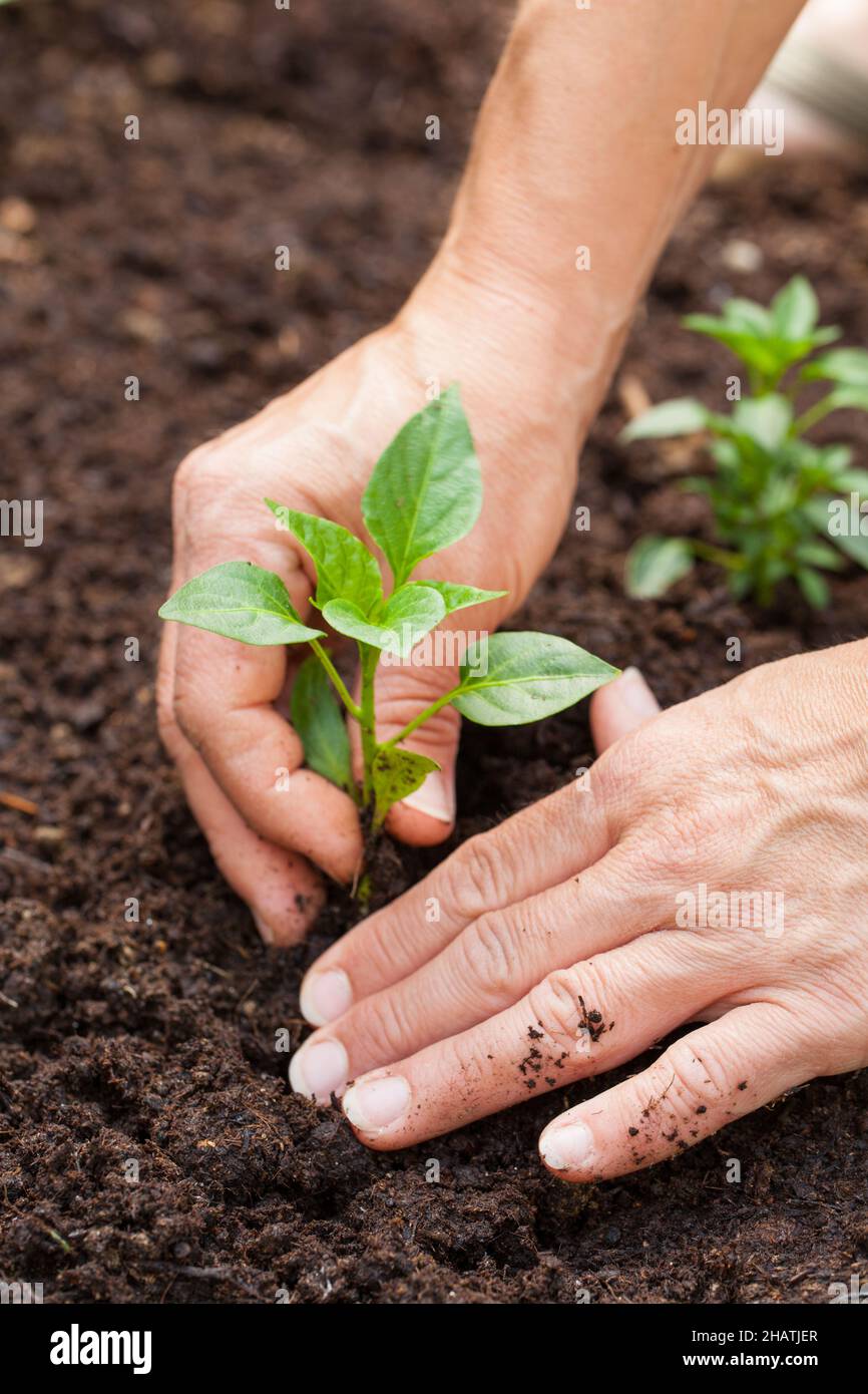 gardening, garden, hand, earth, digging, humus, plant, plants, brown, floor, engine, peppers, small, young, grow, Sets Ling, hands, fingers, gently, s Stock Photo