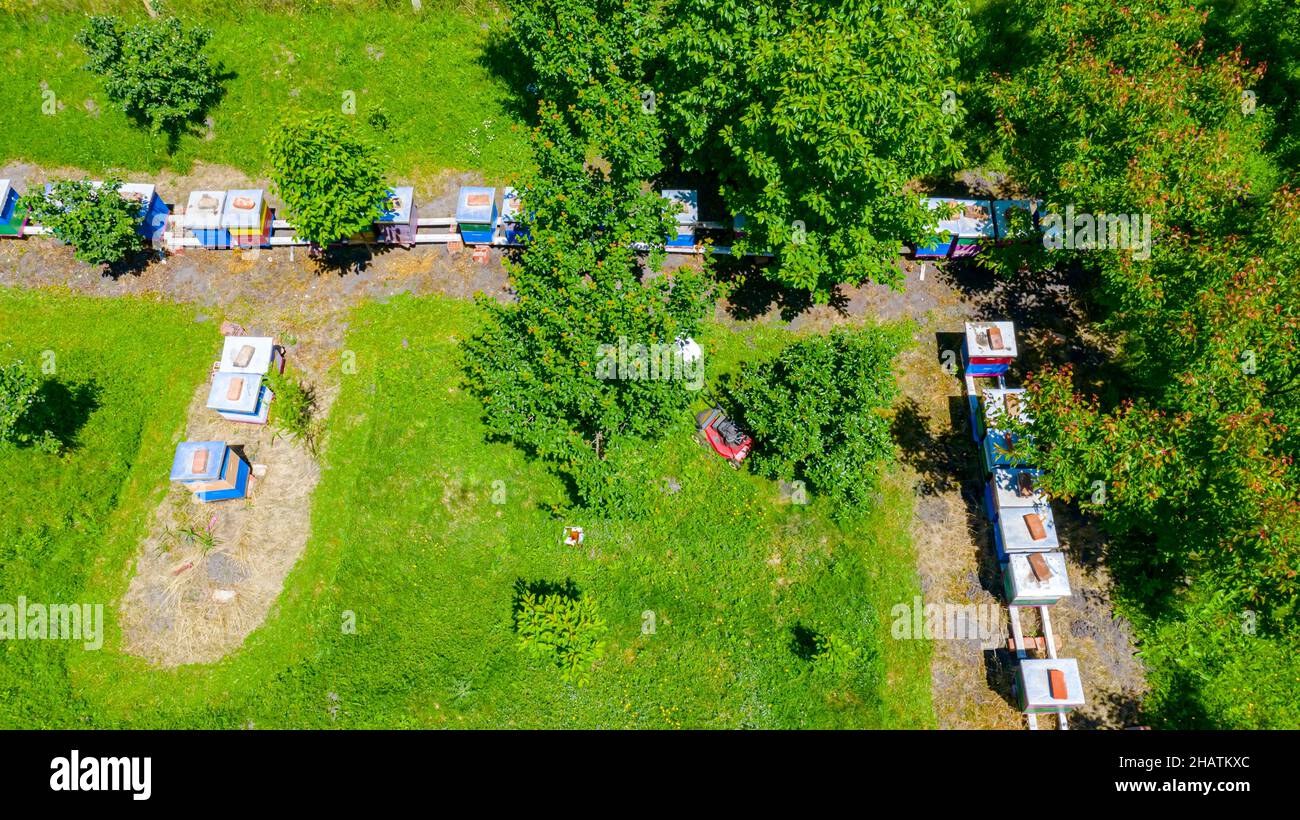 Above view over beekeeper as cutting grass among beehives arranged in a