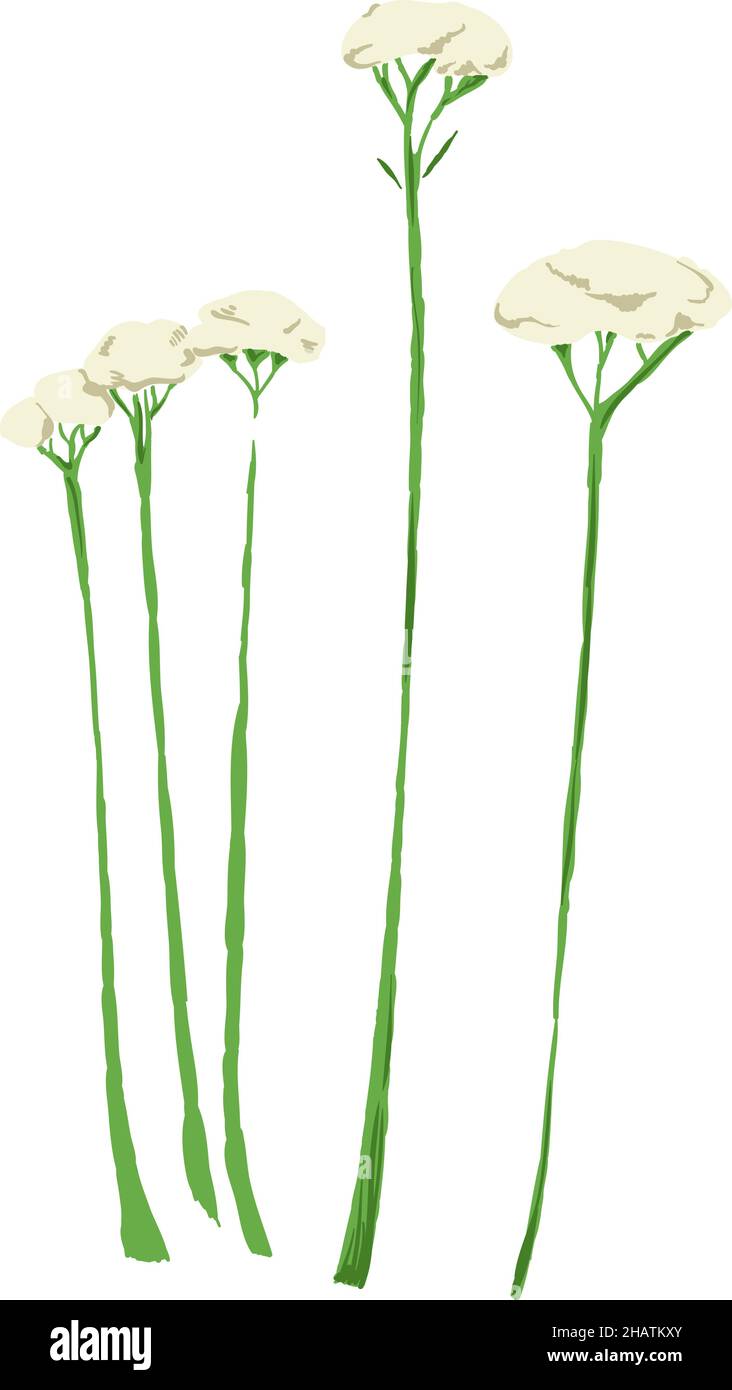 Medical herb illustration. Yarrow flowers. Achilea plant Stock Vector