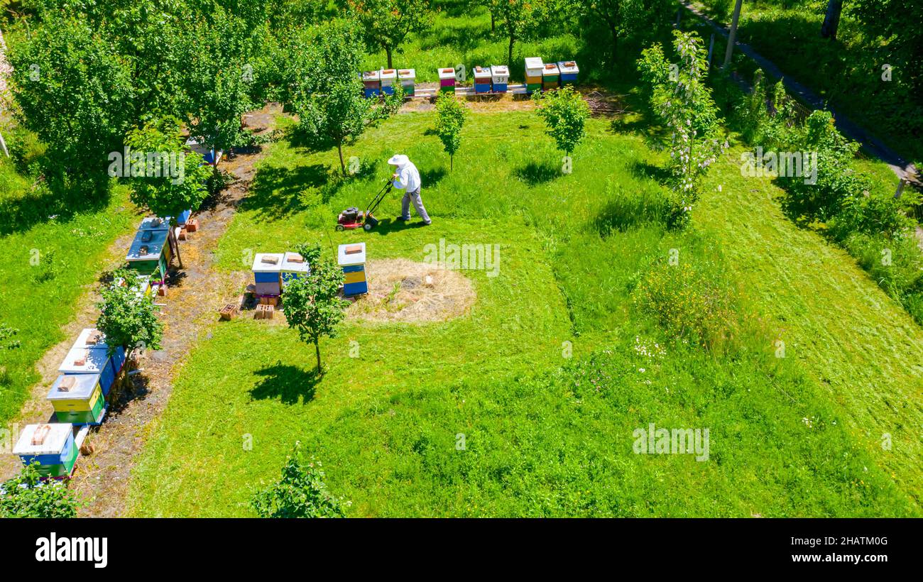 Above view over beekeeper as cutting grass among beehives arranged in a