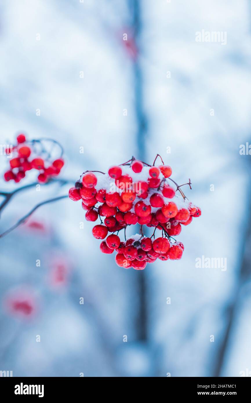 Red viburnum berries covered with white snow in winter season Stock Photo