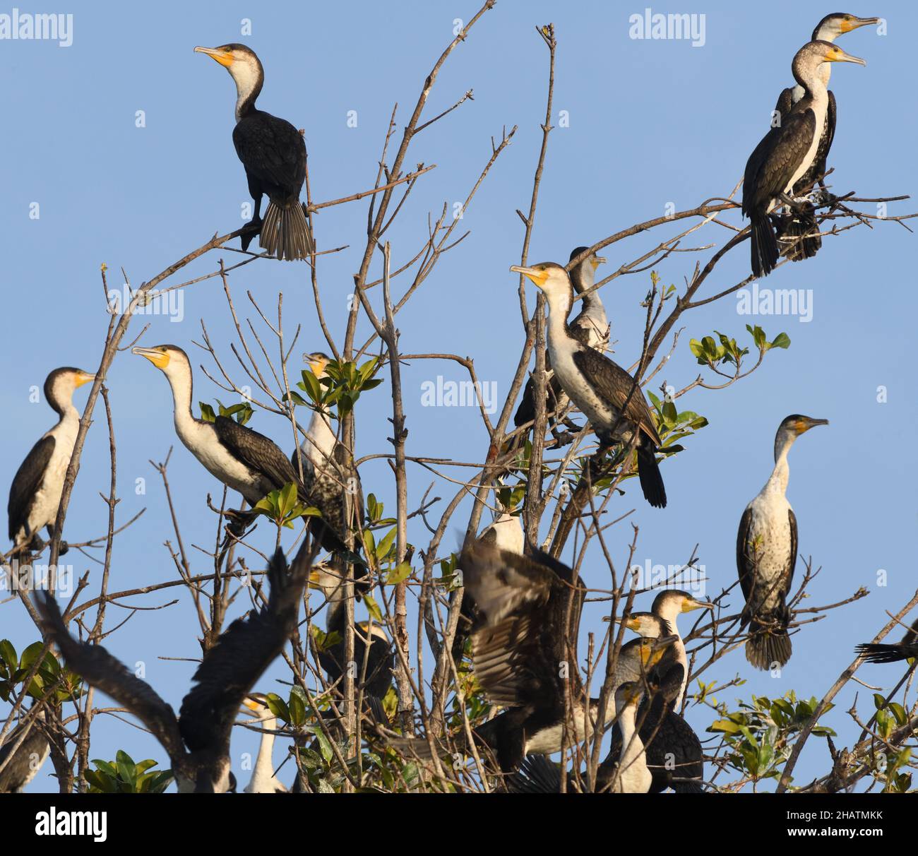 White-breasted cormorants (Phalacrocorax lucidus) at their nesting site above a creek off the Gambia River. Tendaba, The Republic of the Gambia. Stock Photo