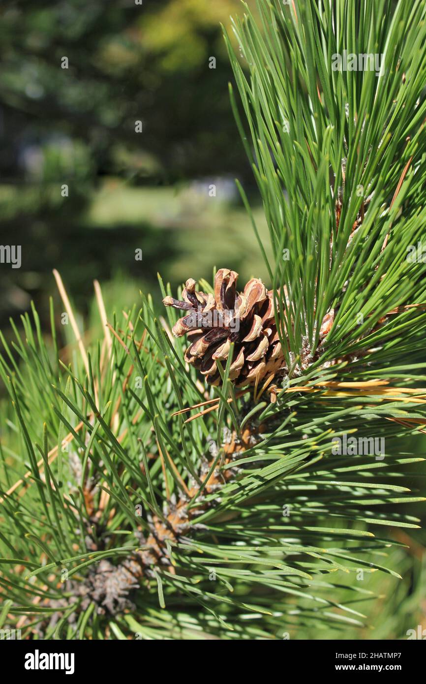 Lush green evergreen tree branch growing in the sunny meadow Stock ...