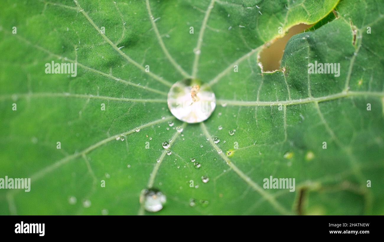 Drop of water that collects in the center of a cress leaf. The drop contains reflections Stock Photo