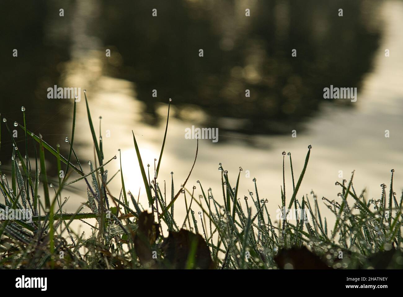dewdrops, stuck together on a blade of grass. In the morning on a meadow. fresh green Stock Photo