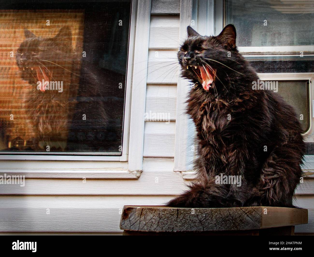Fluffy cat sitting by the window and yawning Stock Photo - Alamy