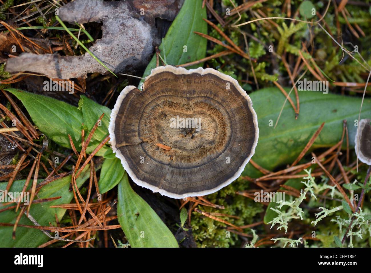 Coltricia perennis Tiger's Eye Fungus Bracket Fungus or Mushroom & Perennial Polypore Stock Photo