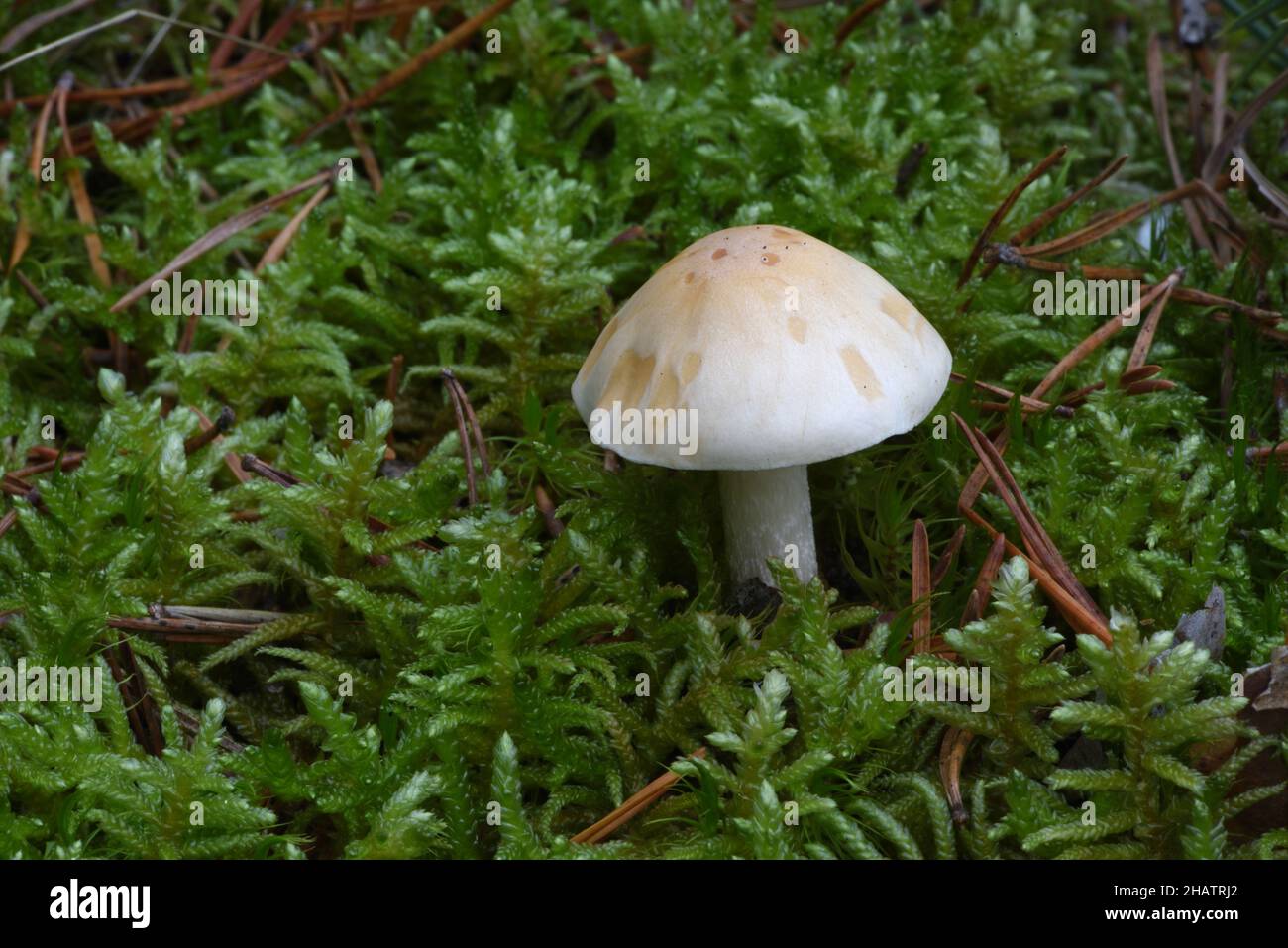 Frosty Funnel Clitocybe phyllophila Stock Photo
