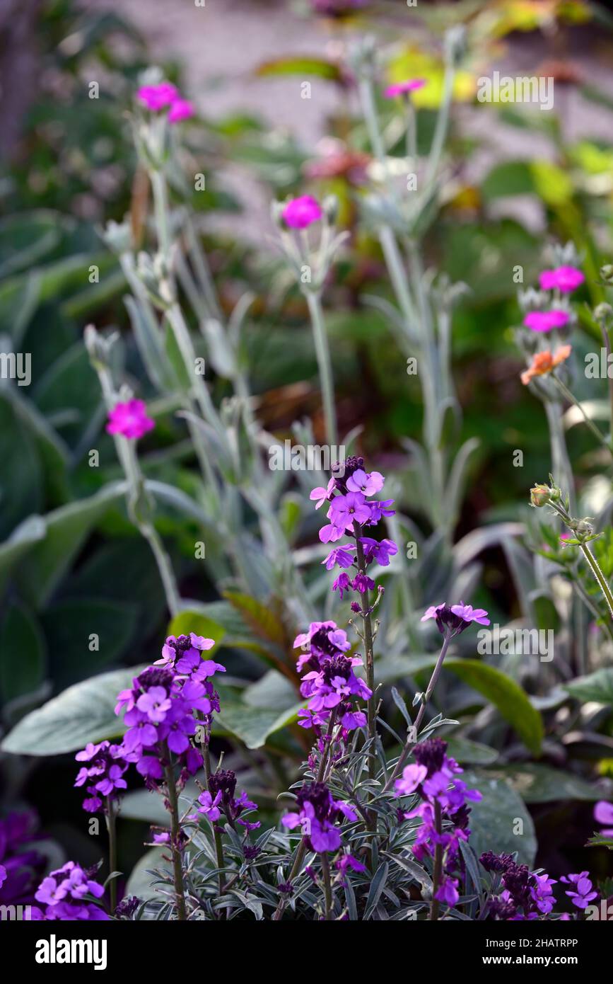 Erysimum bicolor Bowles's Mauve,Lychnis Hill Grounds,Rose campion Hill Grounds,mauve and pink flowers,flower,flowering,garden,spring in the garden,RM Stock Photo