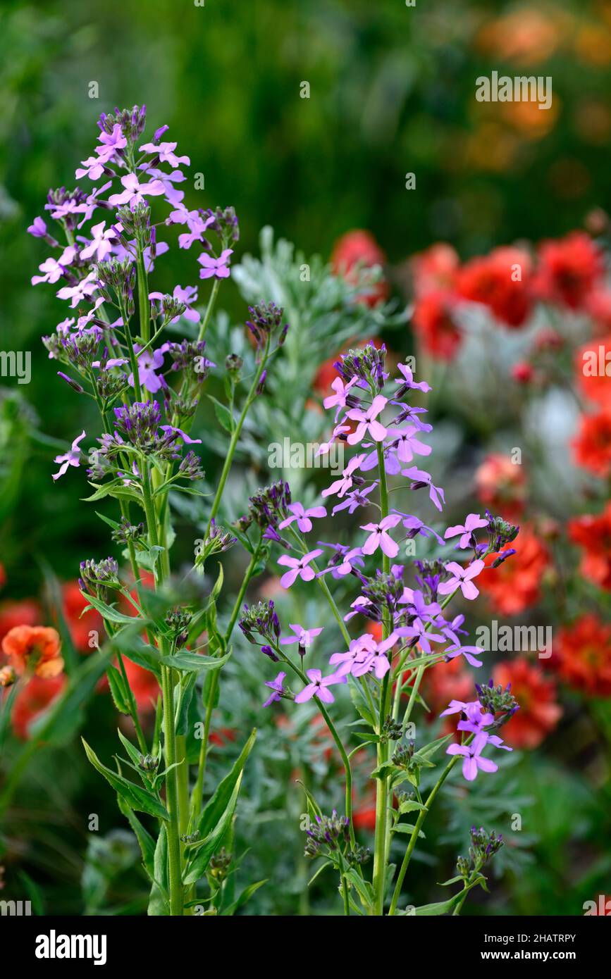 Sweet rocket, Hesperis matronalis,,purple flowers,geum scarlet tempest in background,flowering combination,mixed planting,spring,RM floral Stock Photo