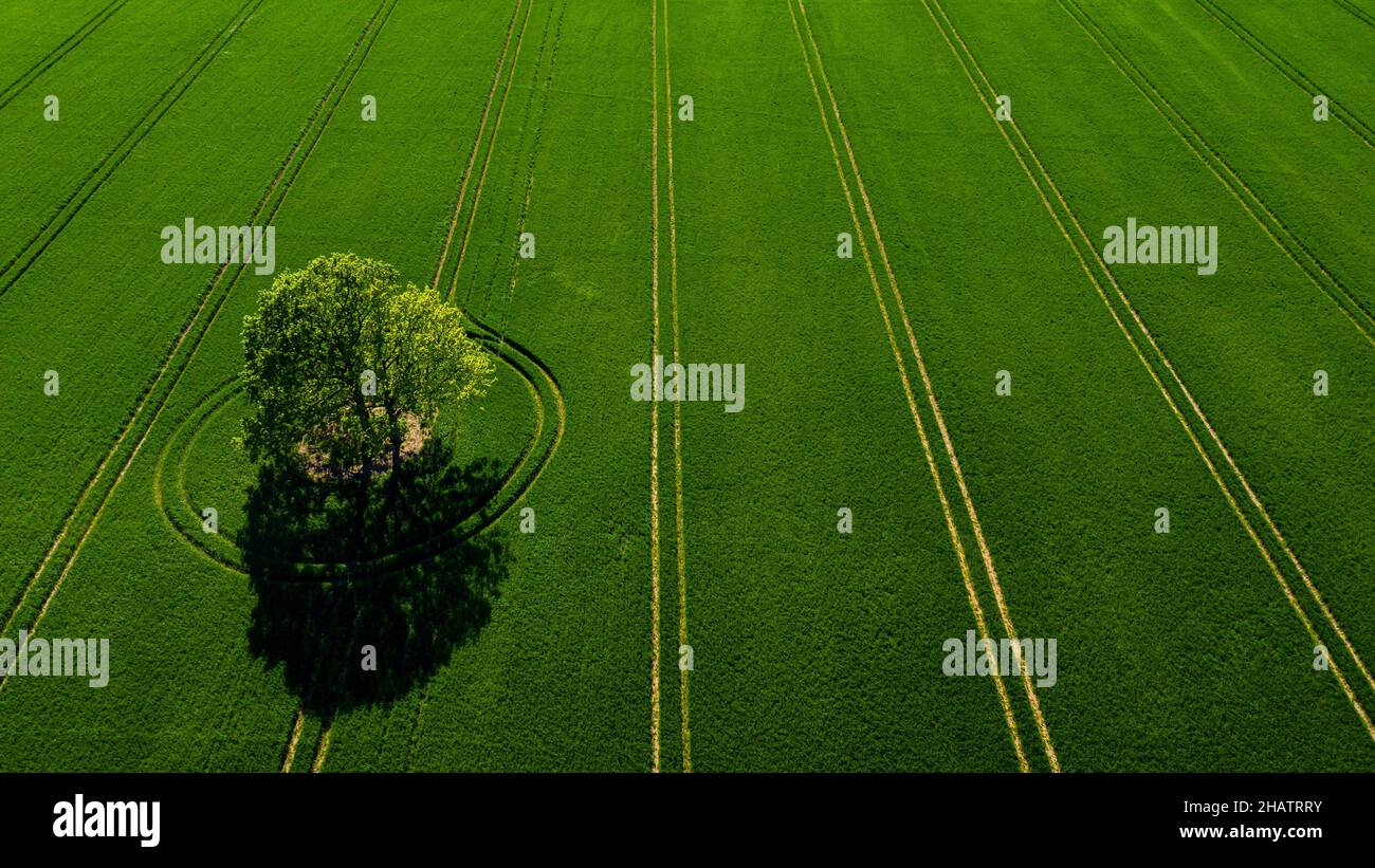 wonderful view from above on lonely tree in a green field, perfect ...