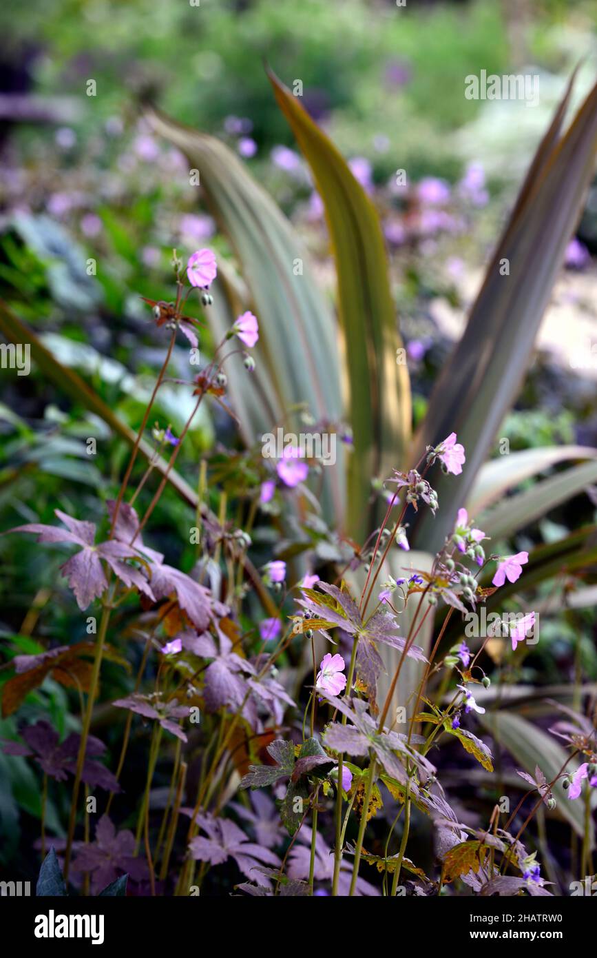 Geranium maculatum Espresso,spotted cranesbill espresso,cordyline indivisa,mixed planting scheme,spring flowering,woodland garden,spring in the garden Stock Photo