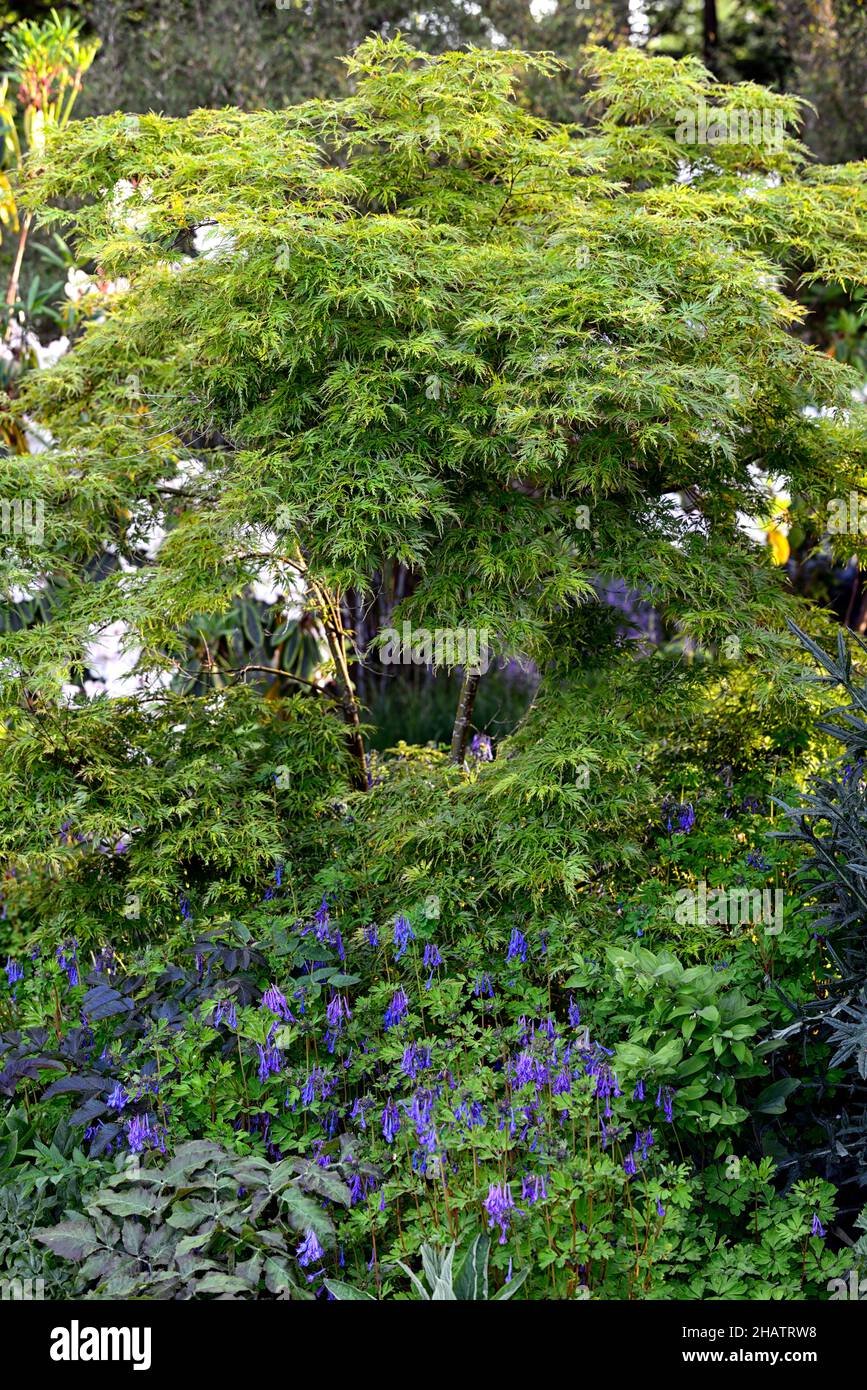 acer palmatum,underplanted with corydalis,underplanted,underplanting