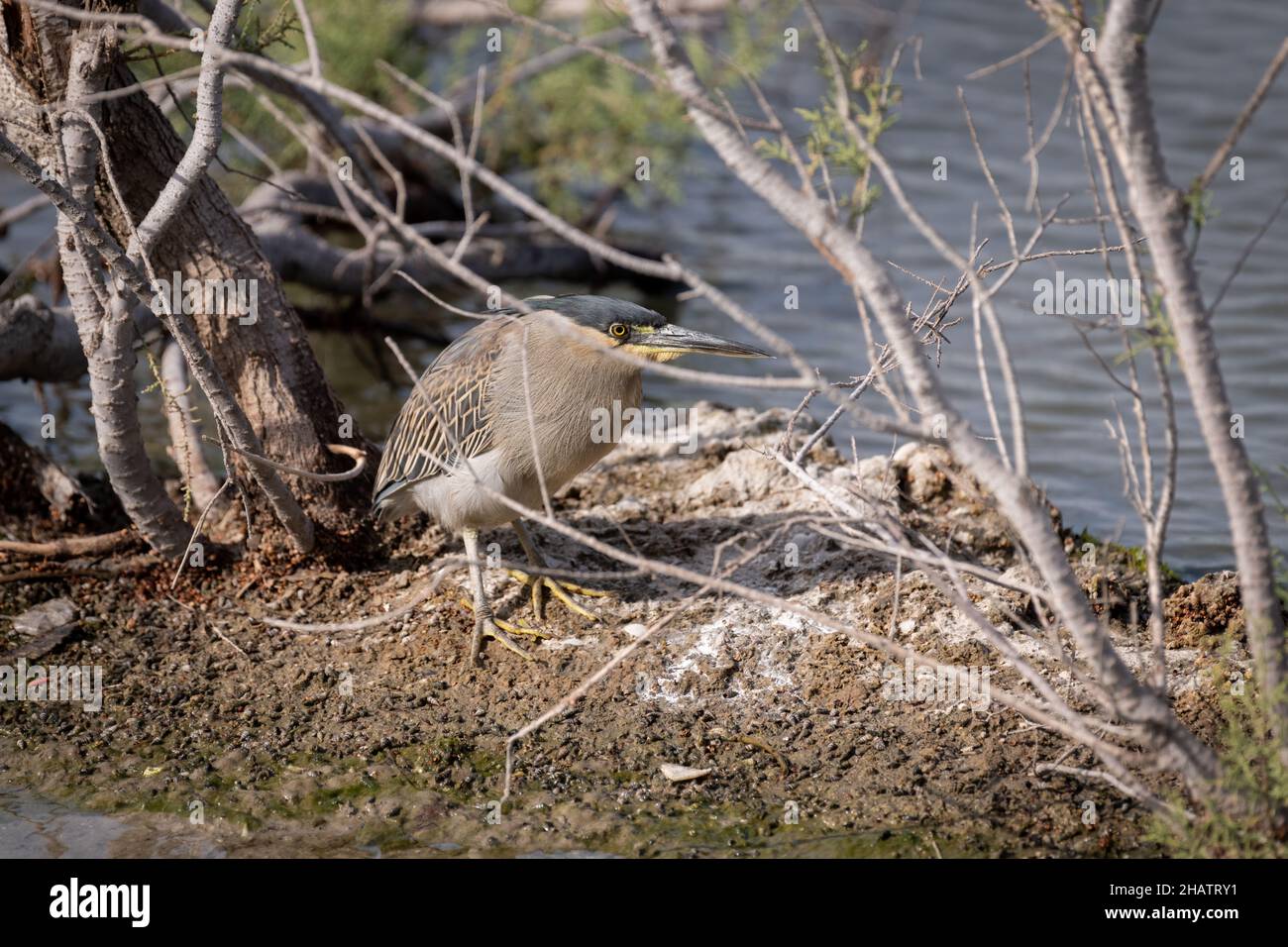 A Striated Heron (Butorides striata) resting on the banks of a mangrove at the Ras Al Khor wildlife sanctuary in Dubai. Also called the Mangrove Heron Stock Photo