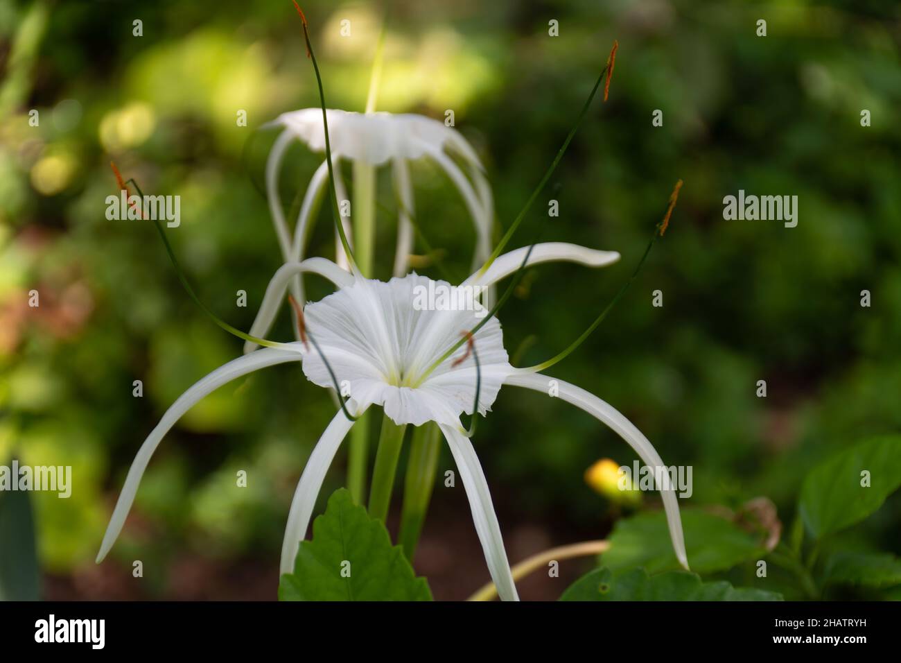 A beautiful bloom of a Beach Spider Lily (Hymenocallis littoralis), in the shade. Stock Photo