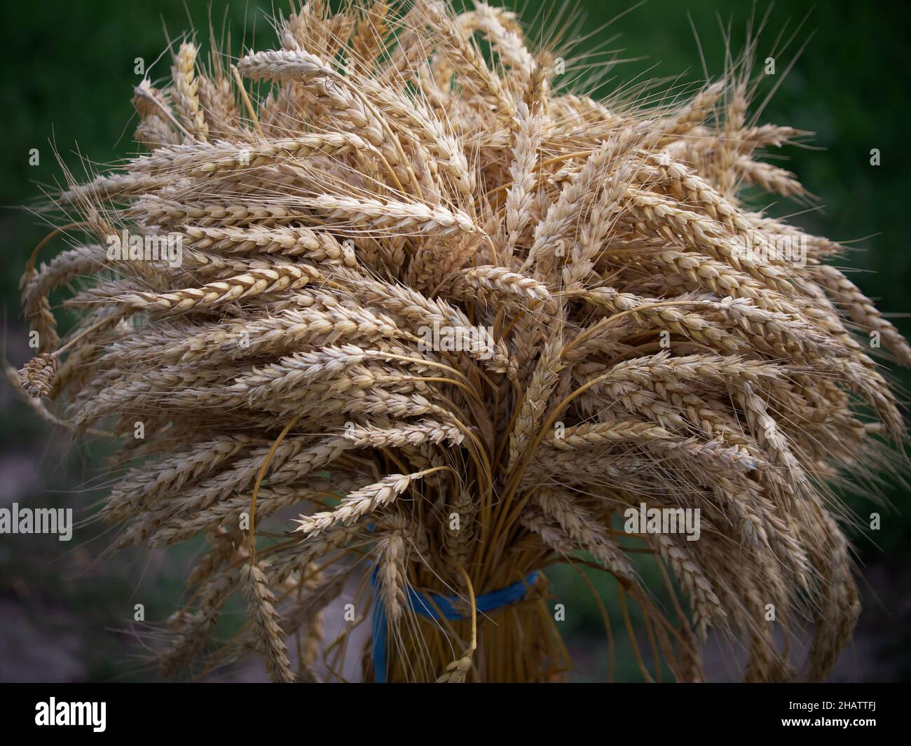 Wheat close up hi-res stock photography and images - Alamy