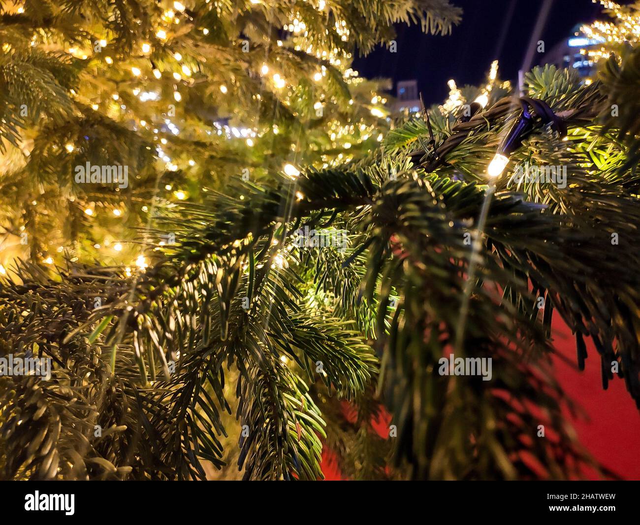 Green fir with Christmas lights decorating the tree placed on a street