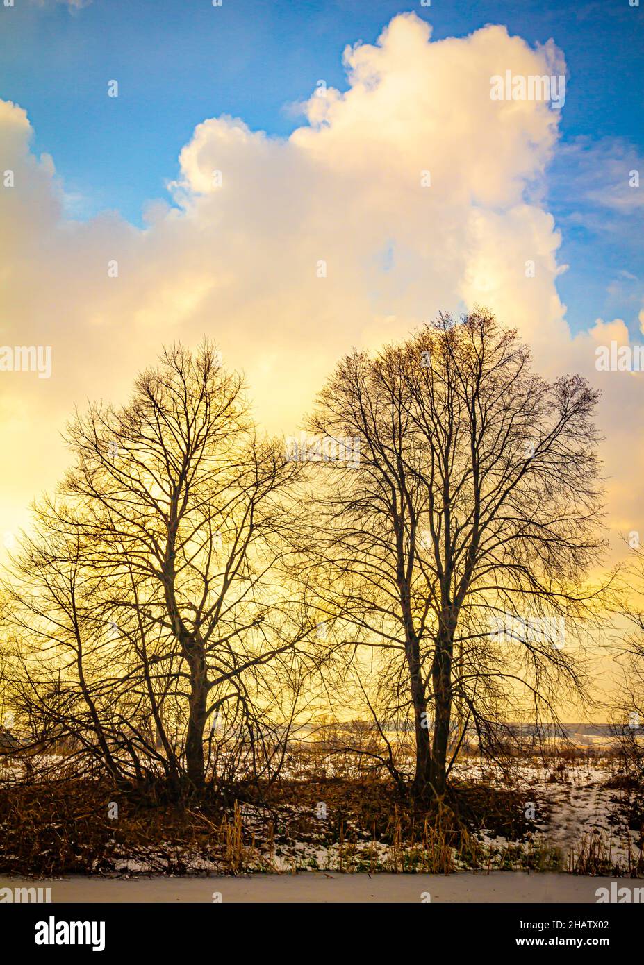 Late fall. Silhouettes of trees that have dropped their foliage on the shore of a pond under a blue sky with cumulus clouds Stock Photo