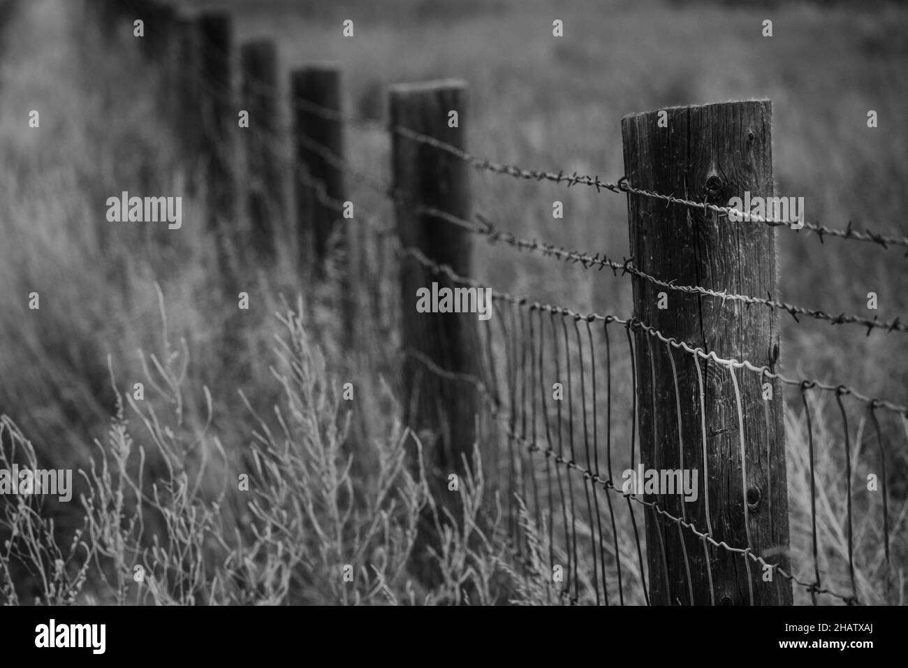 Field of wire Black and White Stock Photos & Images - Alamy