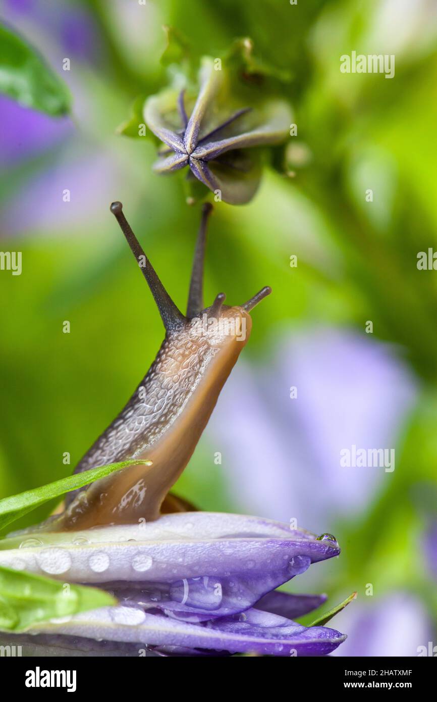 Garden snail on purple Campanula flower looking up and sniffing the fresh air. Close up macro of gastropod and beautiful flower Stock Photo