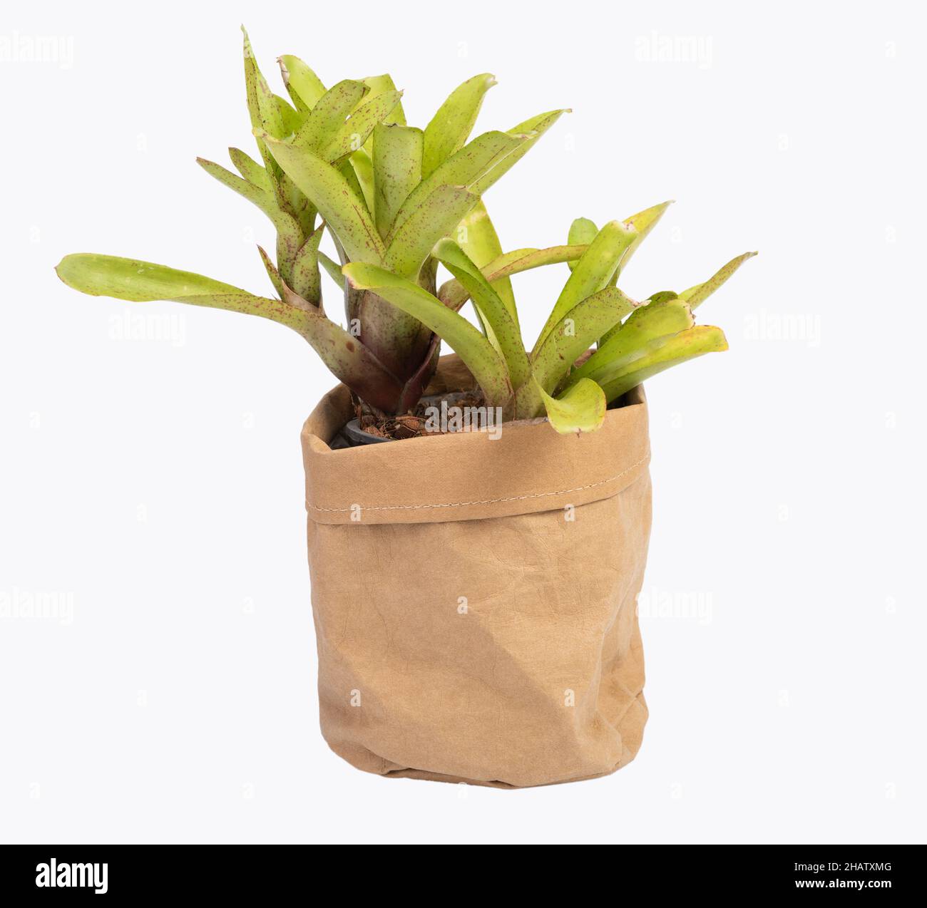 Bromeliad in brown recycled paper pot isolated on white background with clipping path Stock Photo