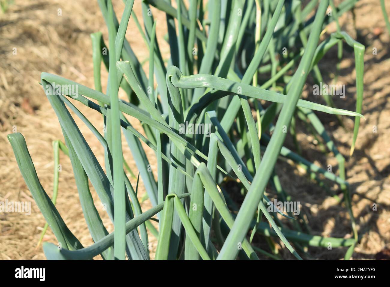 Growing herbs, spring onion rows. Healthy fresh food Stock Photo - Alamy