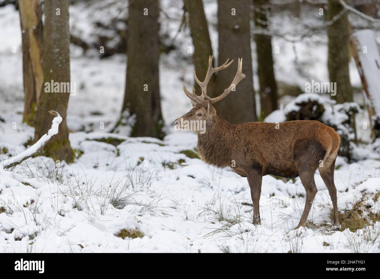Rothirsch, Cervus elaphus, Red deer in Snow Stock Photo