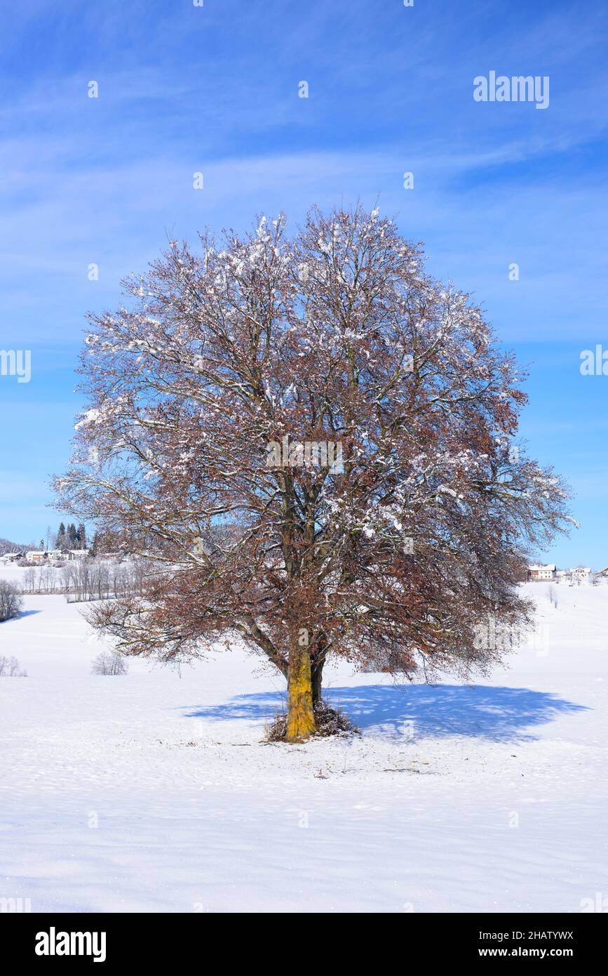single big beech tree at winter in deep snow Stock Photo
