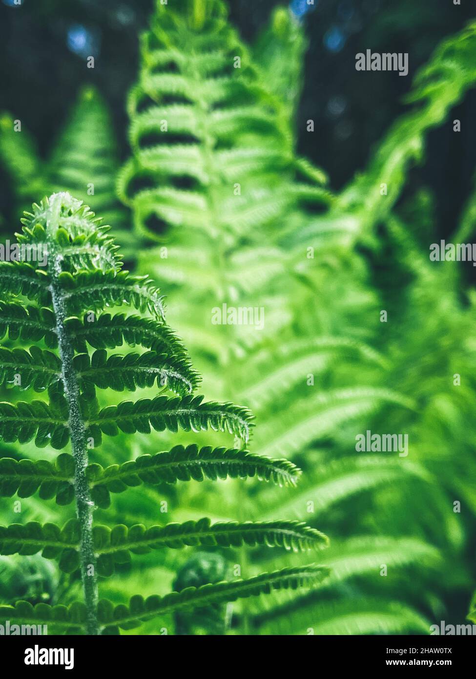 Vertical shot fresh ferns hi-res stock photography and images - Alamy